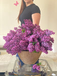 Lilacs Design 2 (Seasonal)